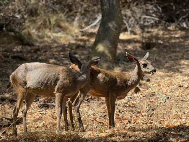 68 Wreden Ave, Fairfax, CA 94930