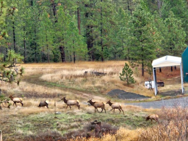 1076 Starvation Lake Rd, Colville, WA 99114