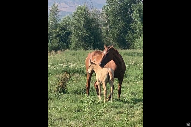 3136 W 2400 ST, Heber City, UT 84032