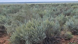 RGE Lot 17 Block 377 17, Belen, NM 87002