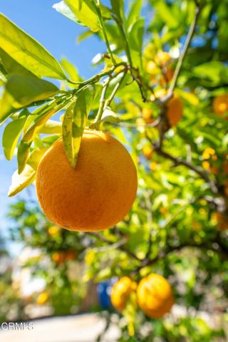 975 E Avenida De Los Arboles, Thousand Oaks, CA 91360