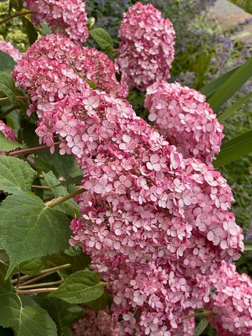 2413 San Milano Place, Lexington, KY 40509