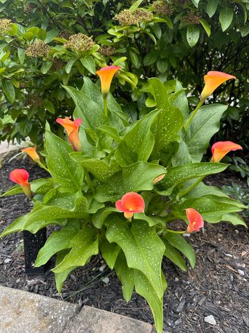 2413 San Milano Place, Lexington, KY 40509