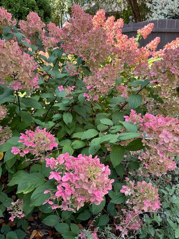 2413 San Milano Place, Lexington, KY 40509