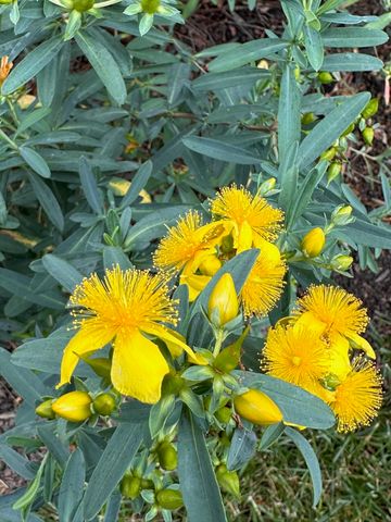 2413 San Milano Place, Lexington, KY 40509