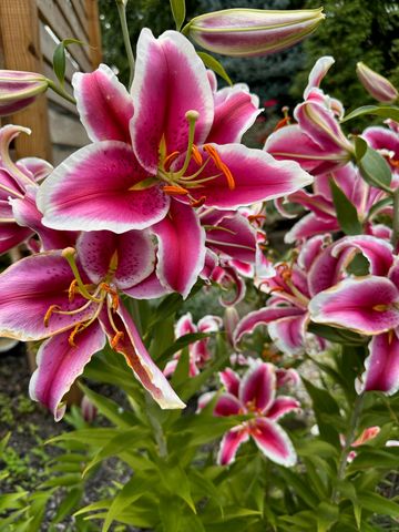 2413 San Milano Place, Lexington, KY 40509