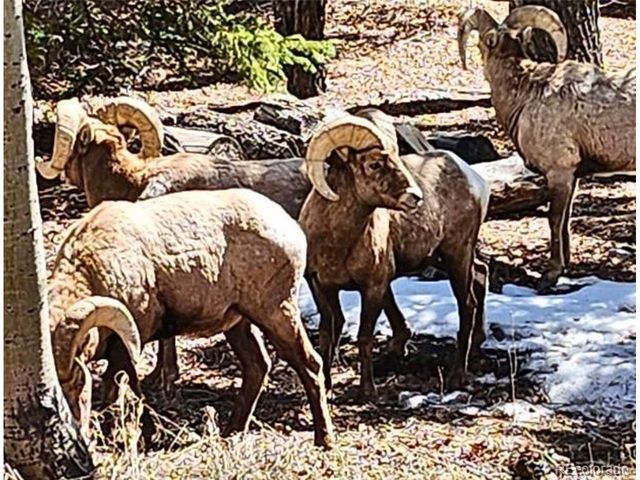 18957 County Road 162, Nathrop, CO 81236