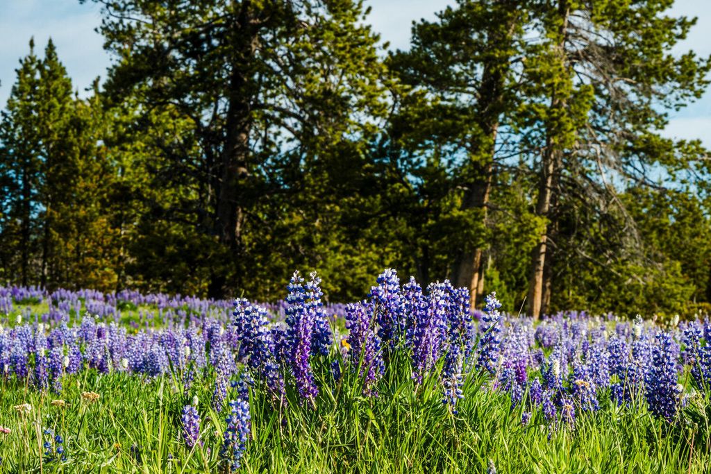 TBD W US HWY 16, Buffalo, WY 82834 photo 6