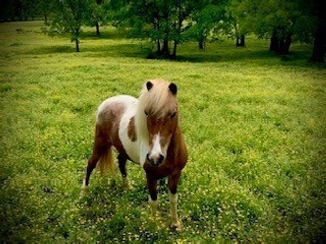 6628 Bethesda Arno Rd, Thompsons Station, TN 37179