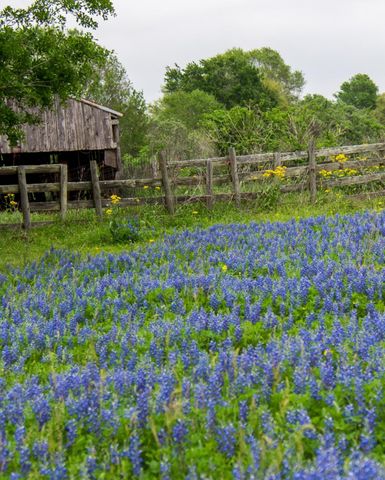 31011 Peony Place Drive, Fulshear, TX 77441