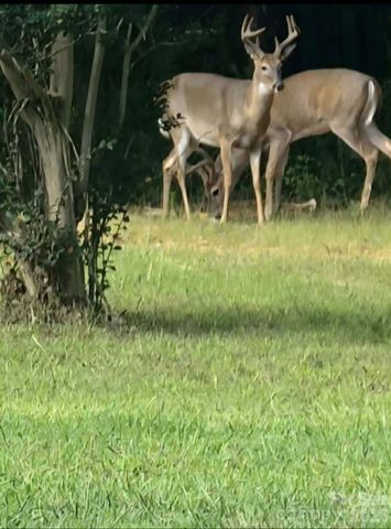 308 Frog Hollow Road, Rutherfordton, NC 28139