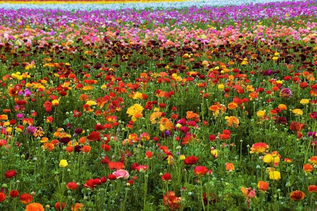 2652 Jefferson Street, Carlsbad, CA 92008