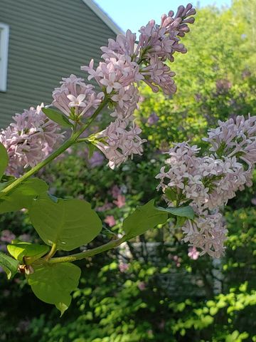 71 Deerwood Hollow, Chester, NH 03036