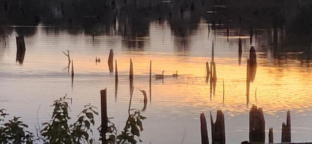 25 Shoreline Drive, Mayflower, AR 72106