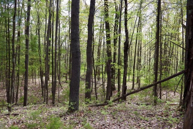 5826 S Morrison Road, Alger, MI 48610