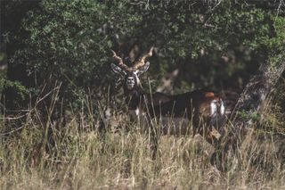 62 Balcones DR, Johnson City, TX 78636