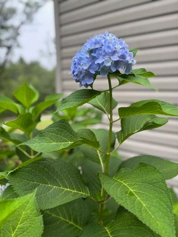 78 Muddy Branch Spur, Pine Knot, KY 42635