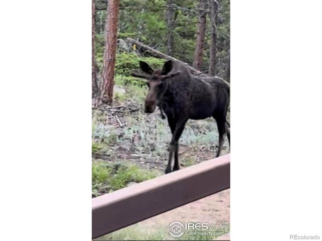 106 Beartrap Road, Red Feather Lakes, CO 80545