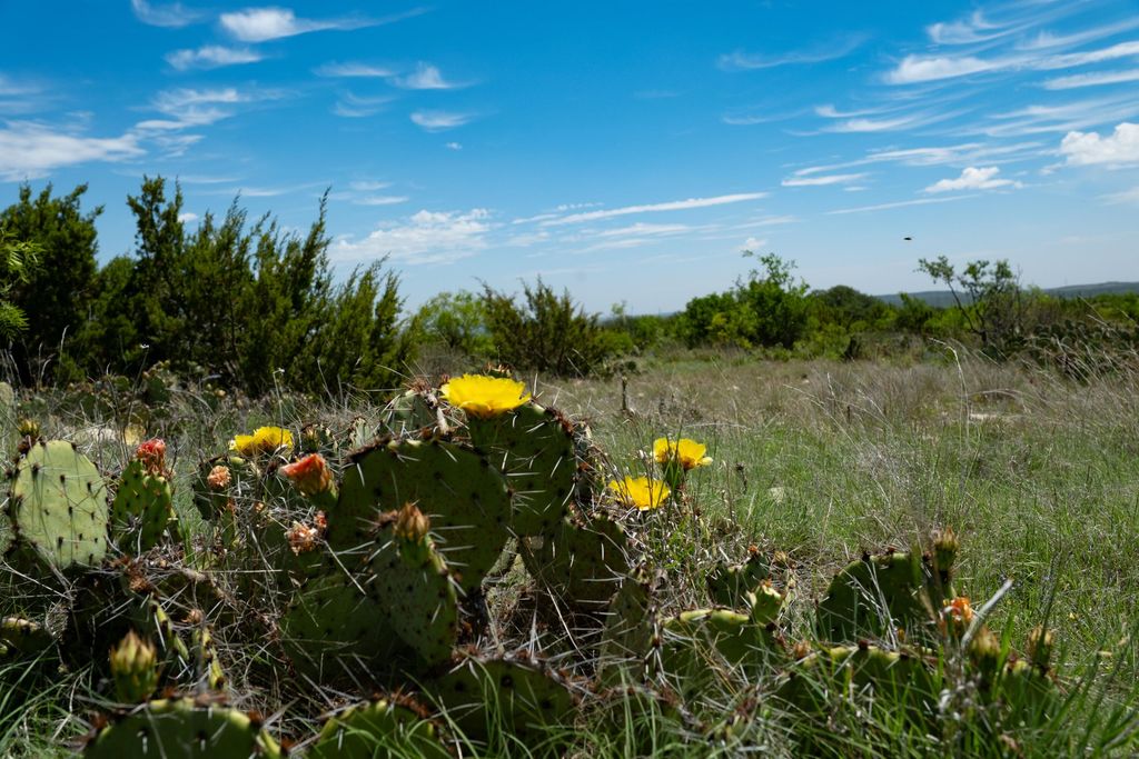 Image 51 of property listing at 9534 Duff Road, Christoval, TX 76935