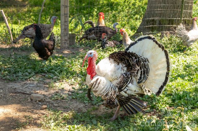 16 School House Road, Mills River, NC 28759