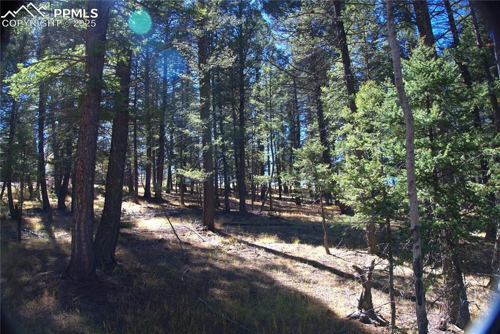 252 Southpark Road, Florissant, CO 80816 — photo 4