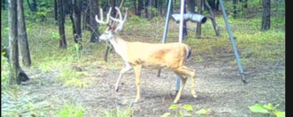 TBD Fm 2101, Quinlan, TX 75474