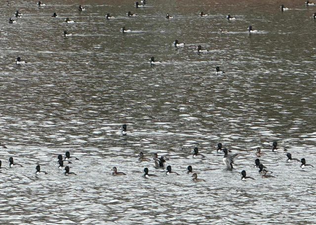 30 Oniatara Lane, Cherokee Village, AR 72529