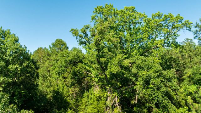 00 Fm 3016, Grapeland, TX 75844