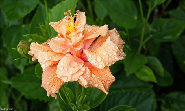 13580 Snook CIR, Naples, FL 34114