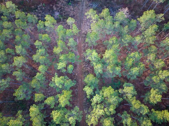 T-1 Cr 4302, De Kalb, TX 75559