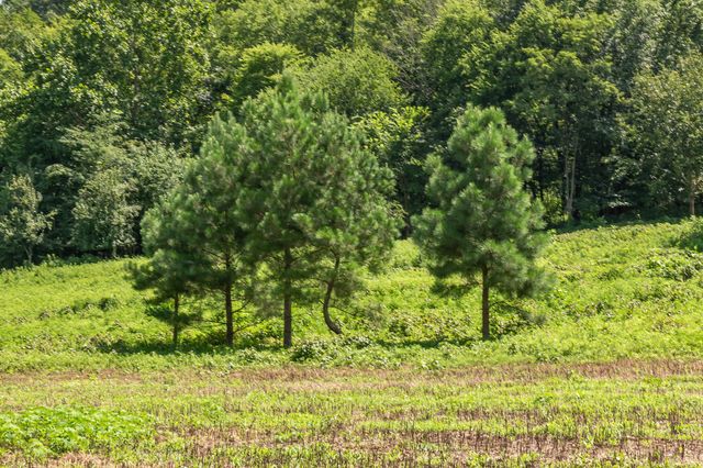 394 Young Hollow Rd, Pulaski, TN 38478
