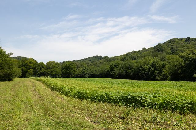 394 Young Hollow Rd, Pulaski, TN 38478