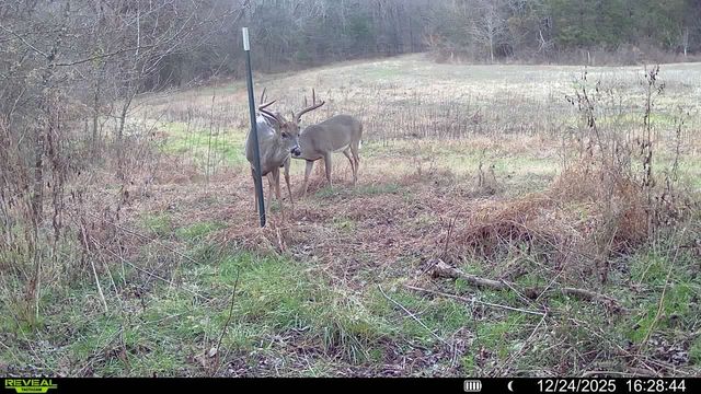 394 Young Hollow Rd, Pulaski, TN 38478