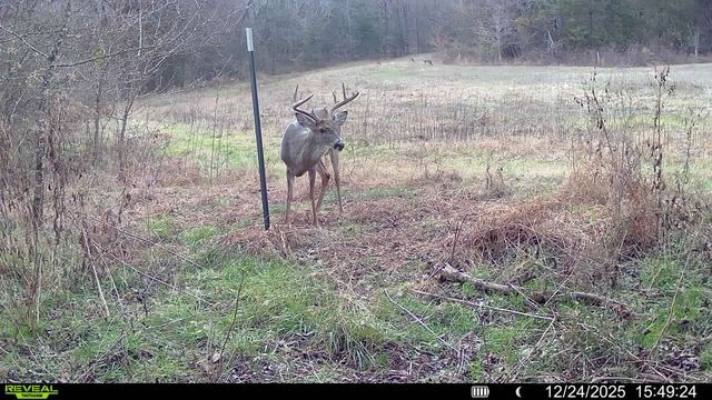 394 Young Hollow Rd, Pulaski, TN 38478