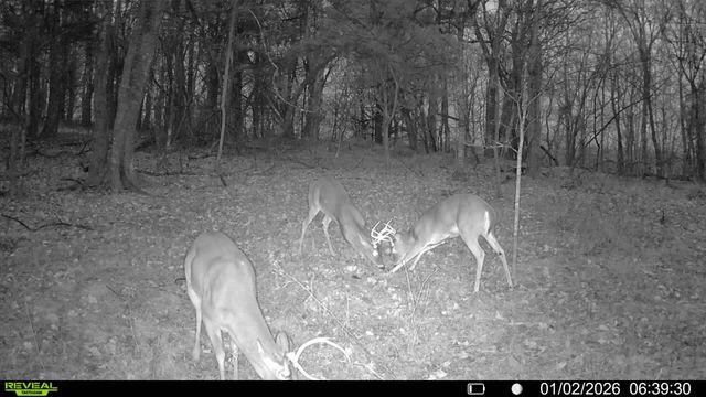 394 Young Hollow Rd, Pulaski, TN 38478