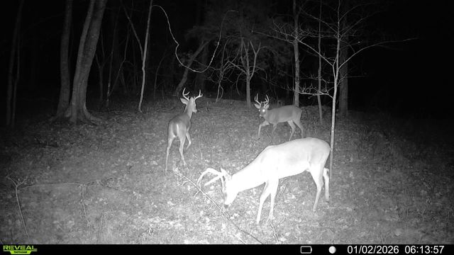 394 Young Hollow Rd, Pulaski, TN 38478