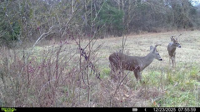 394 Young Hollow Rd, Pulaski, TN 38478