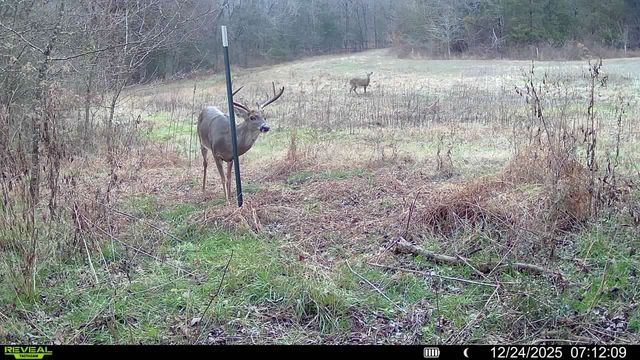 394 Young Hollow Rd, Pulaski, TN 38478