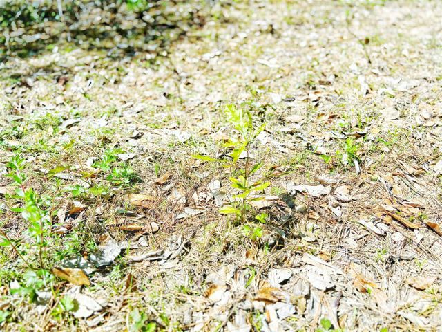 000 Cr 3495, Lovelady, TX 75851