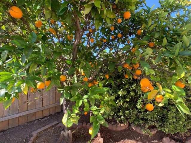 6443 Bluefield Place, San Diego, CA 92120