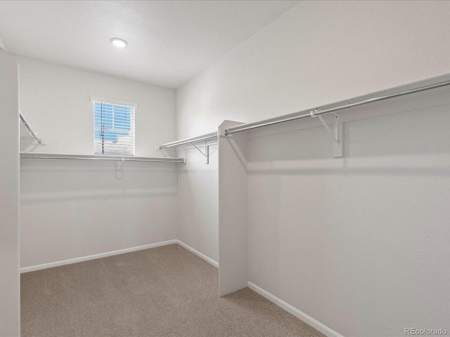 1637 Yampa River Dr, Windsor, CO 80550