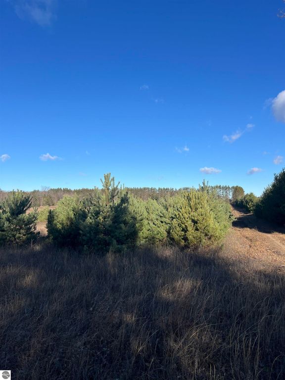 Vacant land in Bellaire, MI, featuring a wooded area with evergreen trees and clear blue sky, ideal for building a Northern Michigan getaway.