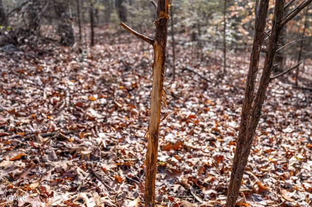 393 Holt Ridge Road, Tazewell, TN 37879