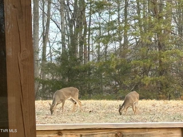 393 Holt Ridge Road, Tazewell, TN 37879