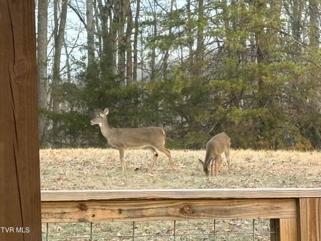 393 Holt Ridge Road, Tazewell, TN 37879