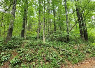 2A Poplar Cove, Suches, GA 30572