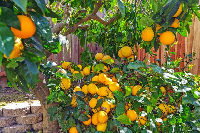 8314 Bramble Bush Cir, Antelope, CA 95843