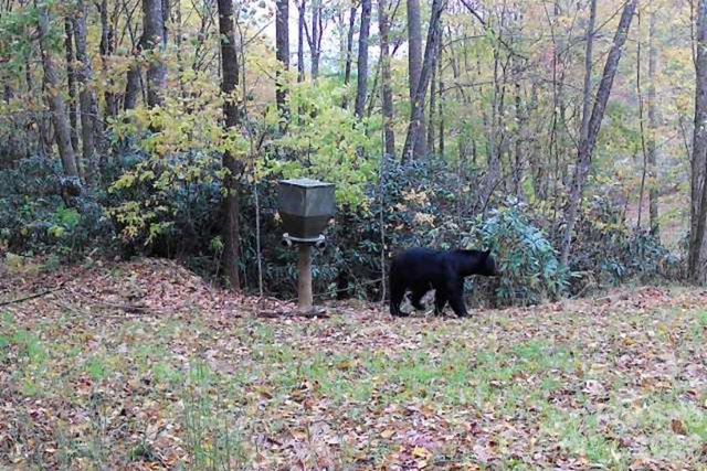 930 Copperhead Cove, Sylva, NC 28779