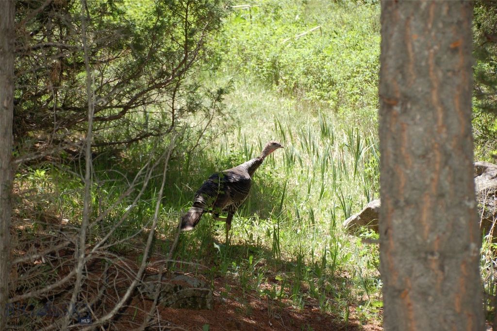 Block 209 Virginia City Original Townsite, Virginia City, MT 59755 photo 2