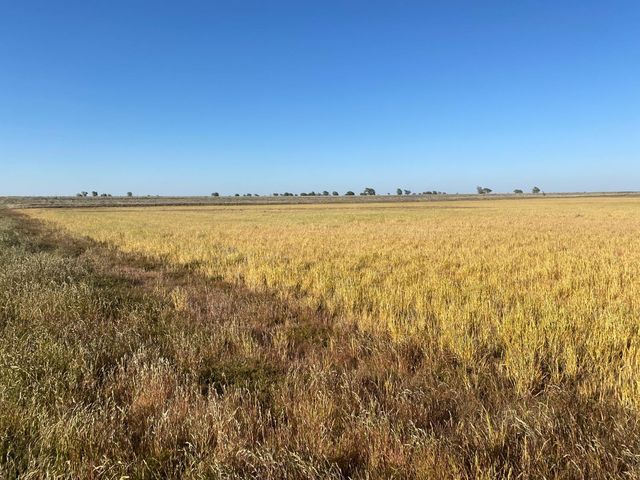 0 Private Road 1420, Wolfforth, TX 79382